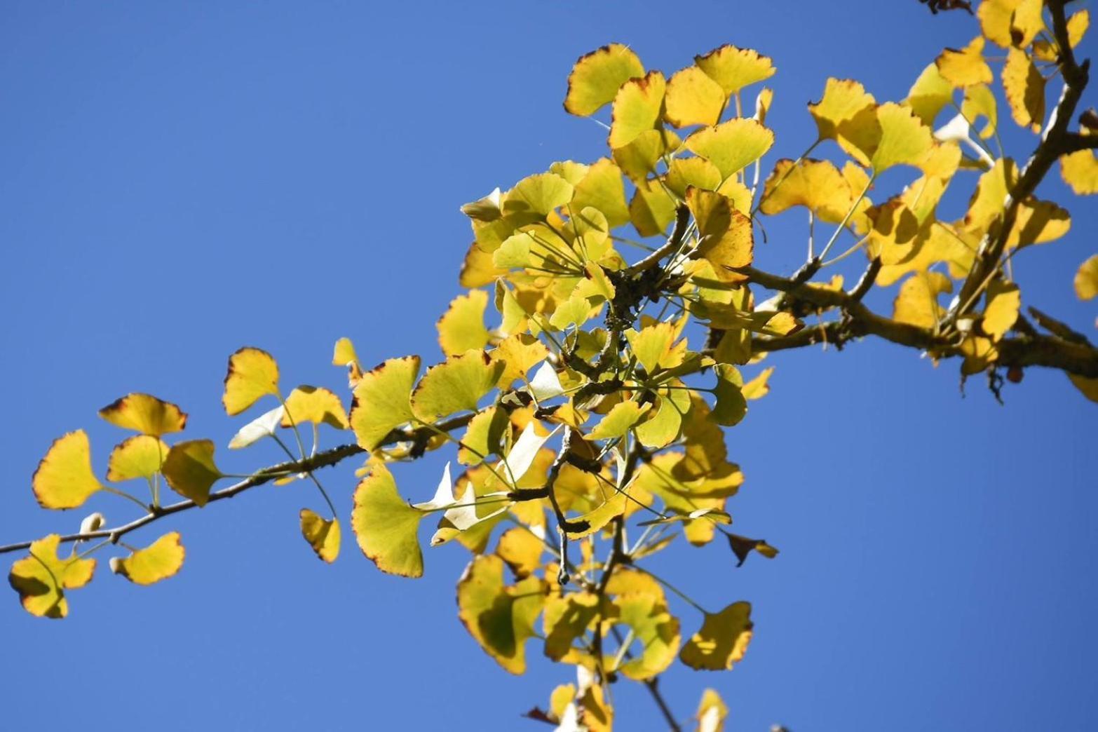 Ginkgo Hotel Lugu Zewnętrze zdjęcie