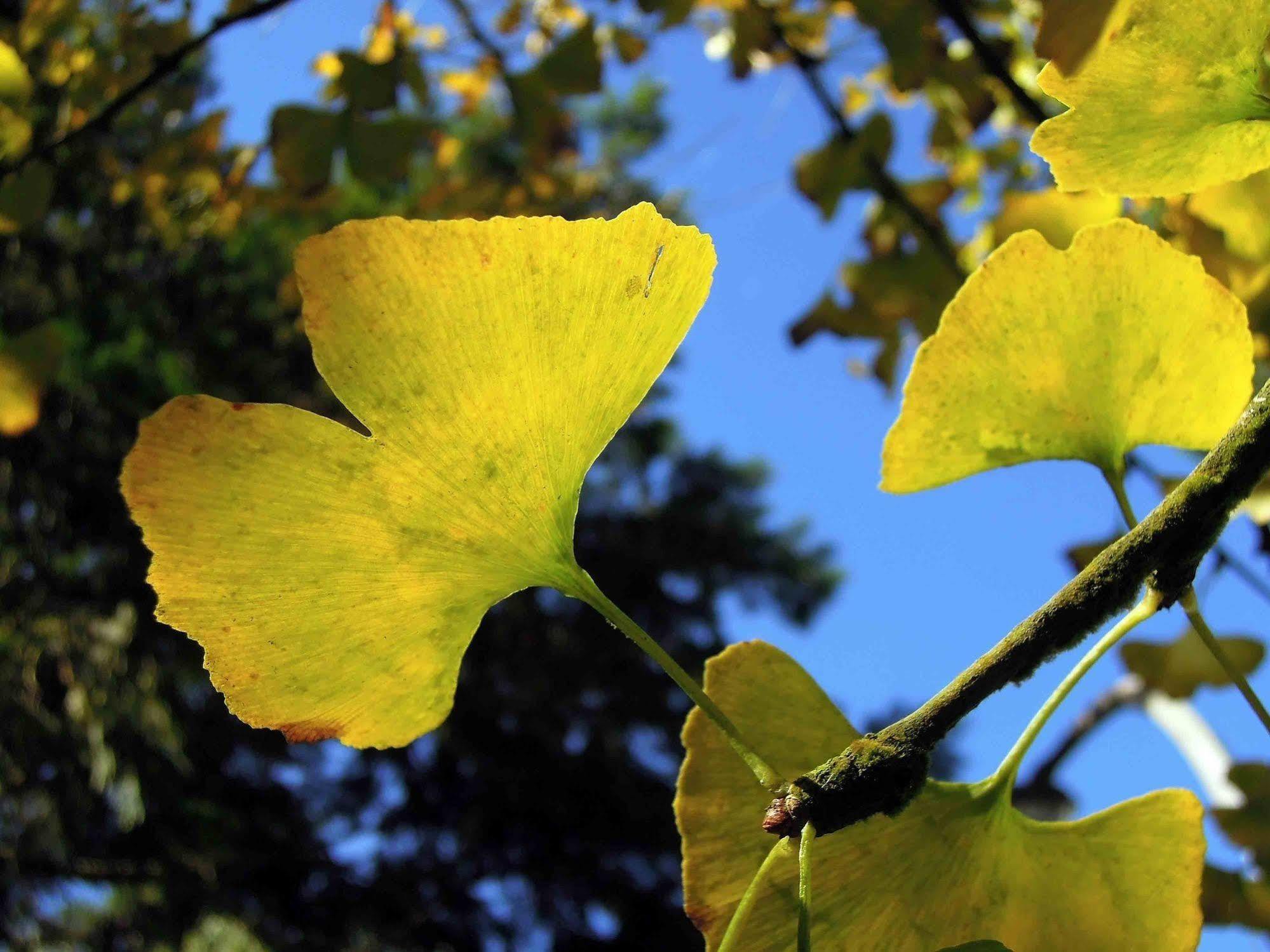 Ginkgo Hotel Lugu Zewnętrze zdjęcie